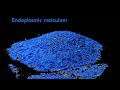 Macrophage cell - HHMI's Janelia Research Campus Macrophage cell