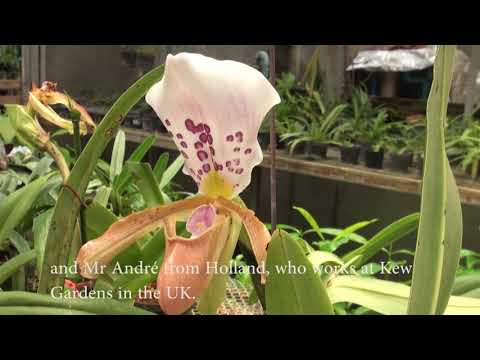 New orchid species identified
