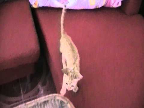 Rottweiler 5 month old Puppy and Kitten meet!