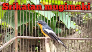 Download lagu sikatan mugimaki Gacor masteran ampuh 1000% ombyokan langsung nyaut bunyi mp3