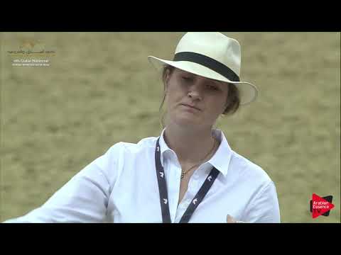 N.176 SHAMEL AL WAAB - 2019 Qatar Nat. Peninsula show - Stallions 4 to 6 Years Old (Class 10) .mp4