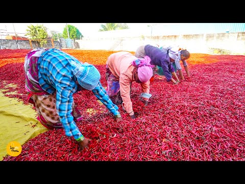 World's Famous Guntur Mirchi Factory Daily 50000 Kg Mirchi Power Making l Andhra Pradesh Street Food