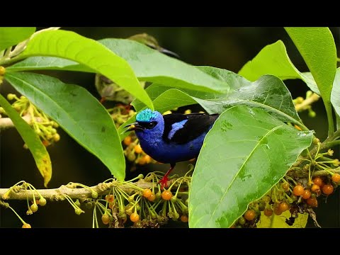 Red Legged Honeycreeper (Cyanerpes cyaneus) mated pair feeding in Costa Rica