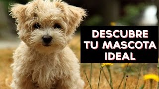 Cuál es tu mascota ideal? Descubre que mascota es ideal para ti y tu personalidad con este divertido test! ↠↠ ¡No te olvides de suscribirte para no perderte ...