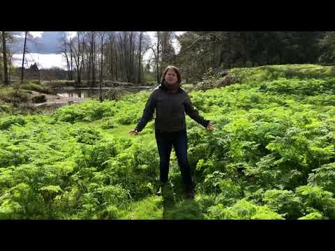 Don’t eat poison hemlock during your foraging adventures