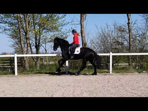 Stal Okkema's Djeek - Omer x Leffert - gelding - 2017 - 1.70m