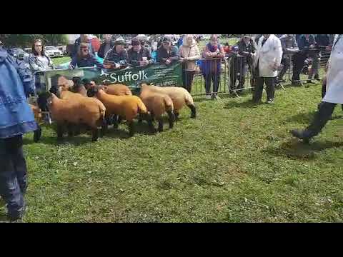 , title : 'Charleville Show 2022 - Suffolk sheep judging'