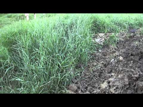 LAPTELE  de "ALMASU MARE",  PRODUS ORIGINAL