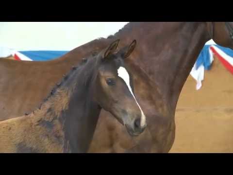 Holsteiner Fohlenauktion 2016 in Behrendorf - Nr. 30 v. Livello - Lorentin I