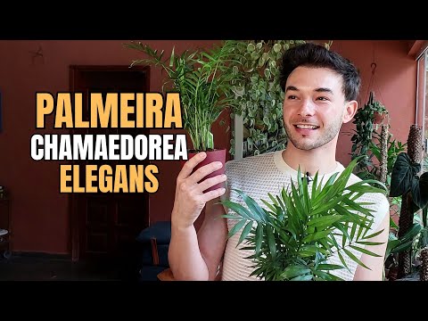 Como cuidar da Palmeira Chamaedorea