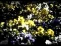The Clientele - We could walk together