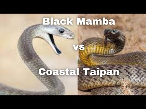 "Deadly Showdown: Black Mamba vs Coastal Taipan - Who Will Reign Supreme?"