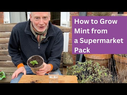 How to Grow Mint from a Supermarket Pack