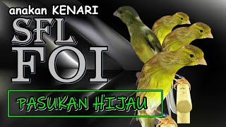 Download lagu 🕊️SFL canary chicks 💥a cross between a male green bon SCOTHFANCY FOI & two mocha & green females💥 mp3 Download lagu 🕊️SFL canary chicks 💥a cross between a male green bon SCOTHFANCY FOI & two mocha & green females💥 mp3