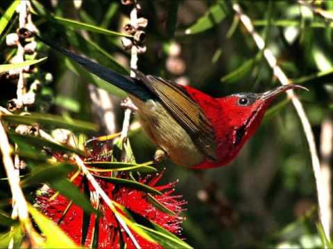 As beçãos do Senhor vem por nossa obediência - C.  H.  Spurgeon -  Devocional 33