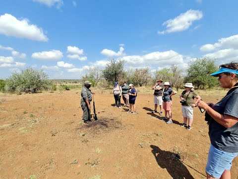 Balule Satellite Camp  Kruger Park Episode 4