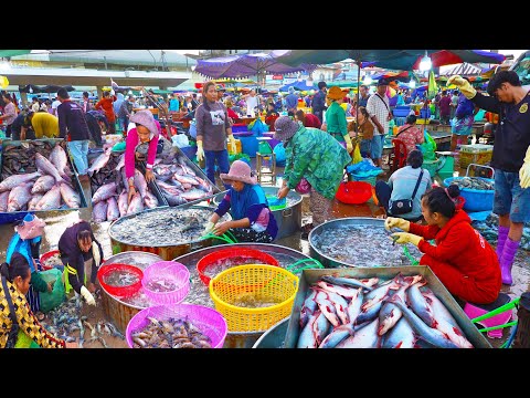 Best Distribution site @ Chhbar Ampov Early Morning -  Alive fishes, Prawn, & More