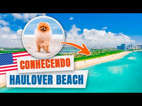 COMO É A PRAIA DOS CACHORROS NOS ESTADOS UNIDOS?! Haulover Beach