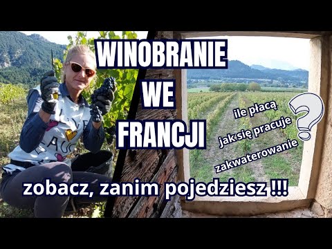 What is the grape harvest like in France, practical information, everything worth knowing