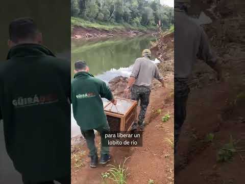 Rescate, recuperación y liberación de un #lobito de río🦭