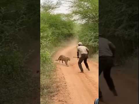 Leopard Attacks Rescue Team During Operation | Terrifying Moment Caught on Camera