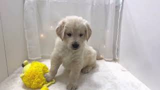 ゴールデンレトリバーの動画01