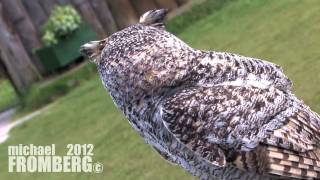 preview picture of video 'Hagrid the Owl At The Vancouver Zoo - Michael Fromberg'
