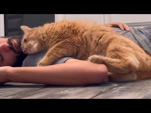 Shy rescue cat only loves one human