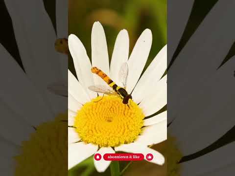 Warum können Schwebfliegen in der Luft stehen? Es ist keine Zauberei! - Gartenexpedition #shorts