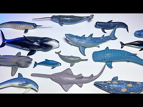 Sea Animals Collection - Shark Dolphin Whale Narwhal Beluga Shark Ray Orca Sawfish Lemon Shark