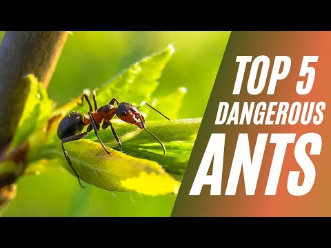 Most Dangerous Ants in the World