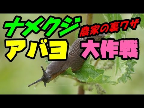カタツムリやナメクジを追い払うにはどうすればいいですか？植物を救うおばあちゃんの治療法  庭園
