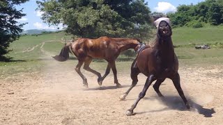 Funny horse moment with a sensitive touch Part 2 🐴😂 - Funniest Horse Video 2025 Part 2