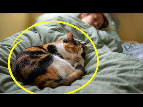 If You Sleep With Your Cat Every Night, THIS Will Happen