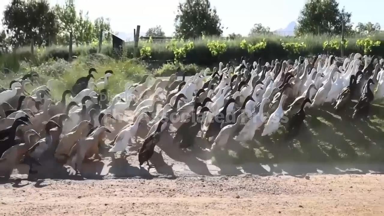 South African vineyard deploys Indian Runner ducks to control pests naturally