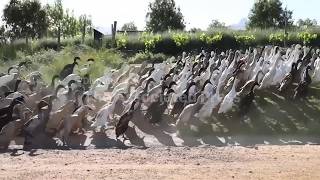 South African vineyard deploys Indian Runner ducks to control pests naturally