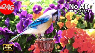 Best of Relaxing TV for Cats 😻 12 Hours of Uninterrupted Birds Cat TV Purple Pansy Flower @LensMyth