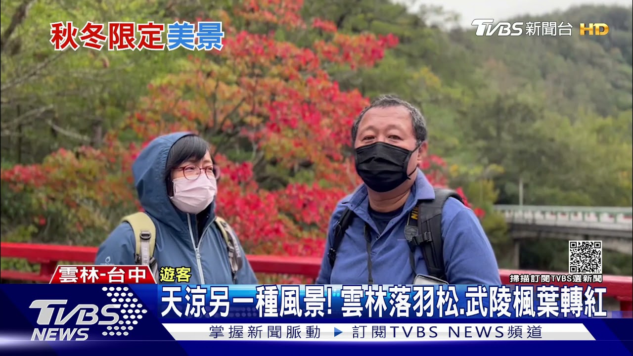 天涼另一種風景!雲林落羽松、武陵楓葉轉紅