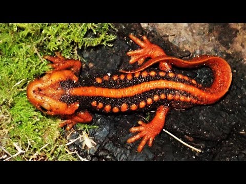 Tylototriton shanjing — cisársky mlok
