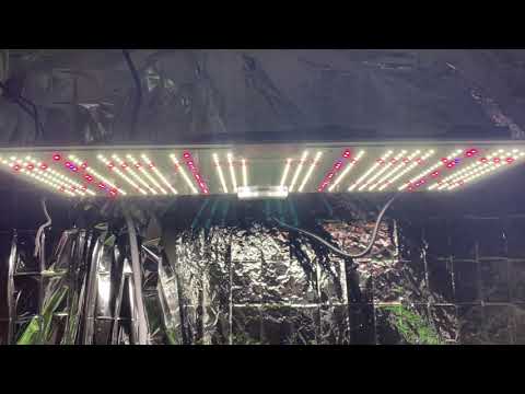 Mixjoy GL2000s-220W smart control Led grow lights with UVA,  a week to flowering