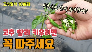 고추농사 고추 빨리 키우는법 방아다리 고추와 꽃을 따주는 이유 고추 웃거름 주는 시기 고추약을 할때 영양제 …