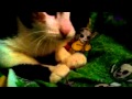 Видео для Крабика тв Игрушки для девчонок мой коте 