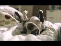 Ikea Advert