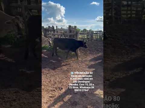 80 Vacas em lactação: 8.200 reais cada em São Domingos/ Paraíba. Com 15, 20 e 25L. ZAP 84 99810 2784