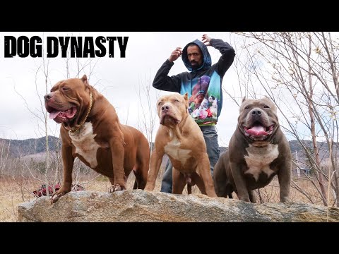 Hulk - The Final Series With The Legendary Pitbull | DOG DYNASTY