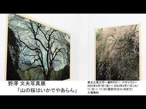 野澤 文夫写真展「山の桜はいかでやあらん」