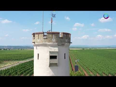 Wandern auf dem RheinTerrassenWeg. Highlights von Nierstein und Nackenheim