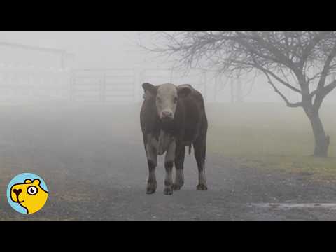 Runaway Cow Didn’t Trust Anyone Until He Met This Woman