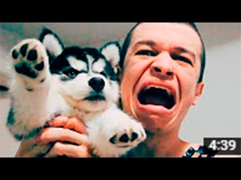 ‹ MEU NOVO CACHORRO ›