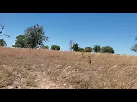 Fazenda à venda no Município de Sucupira - Tocantins, com área de 133 Ha, código do imóvel: 1113